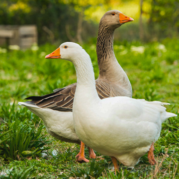 canard du gers